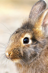 Image showing cute portrait of a rabbit