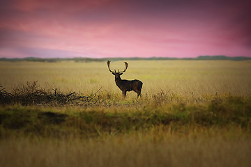 Image showing fallow deer on meadow at dawn