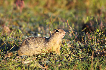 Image showing ground squirrel in natural habitat