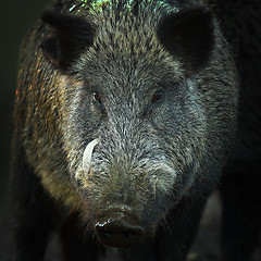 Image showing portrait of large wild boar