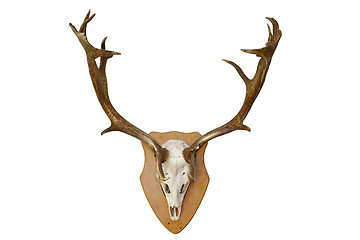 Image showing fallow deer stag hunting trophy over white