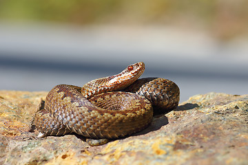 Image showing Vipera berus standing on a stone in natural habitat