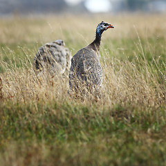 Image showing guinea hen near the farm