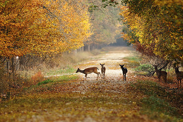 Image showing deers on rural road