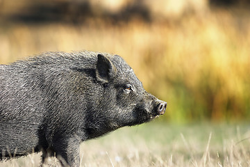 Image showing closeup of vietnamese black pig