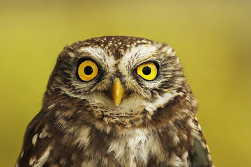 Image showing portrait of little owl