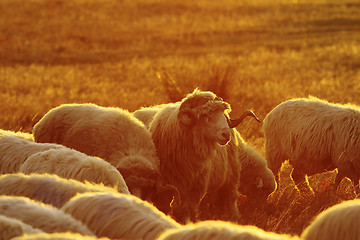 Image showing sheep herd in sunset orange light