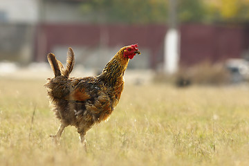 Image showing funny hen on meadow