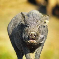 Image showing portrait of vietnamese pig