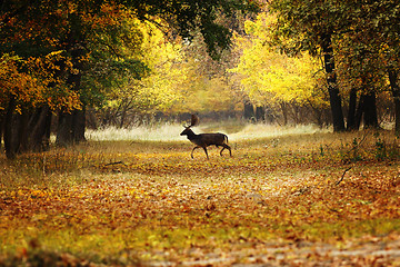 Image showing fallow deer buck passing rural road in the woods