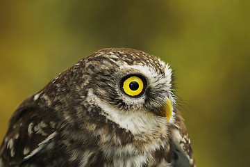 Image showing portrait of cute little owl