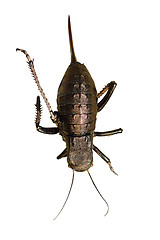 Image showing big bellied cricket over white 