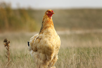 Image showing domestic hen in the field