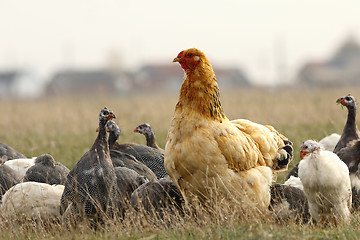 Image showing big domestic hen near the farm