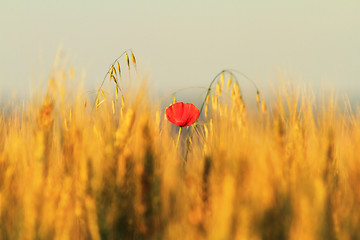 Image showing single red poppy in wheat field