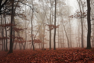 Image showing fog in the middle of the woods