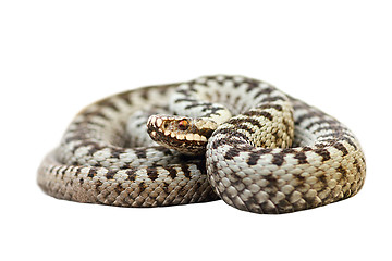 Image showing isolated european venomous snake