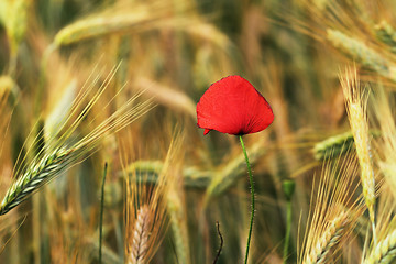 Image showing colorful wild poppy growing in wheat field