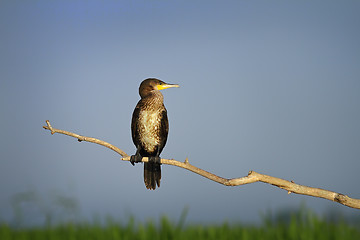Image showing great cormorant perched on branch in natural habitat