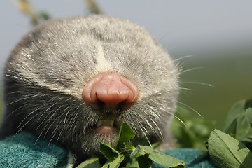 Image showing portrait of lesser mole rat