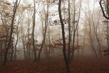 Image showing foggy autumn forest