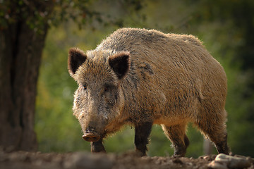 Image showing huge wild boar coming towards the camera