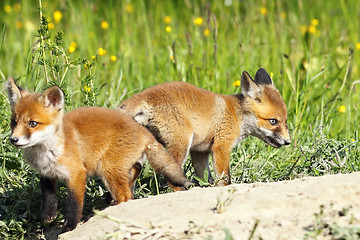 Image showing eurasian red fox youngsters in a glade