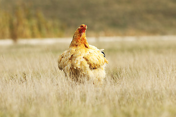 Image showing large domestic hen in the field