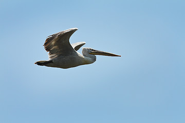 Image showing dalmatian pelican in flight