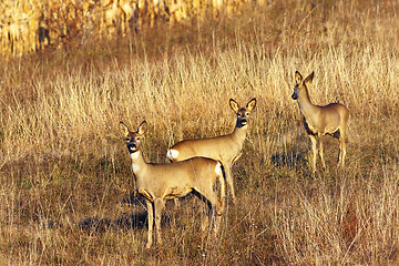 Image showing roe deer doe with youngsters