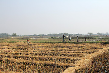 Image showing Farmer havesting rice on rice field in Baidyapur, West Bengal, India