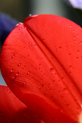 Image showing Sheets of red tulips