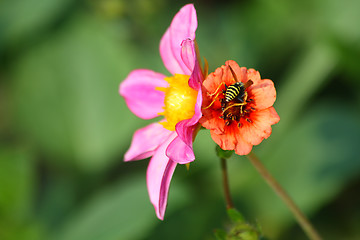 Image showing Bee on the flower