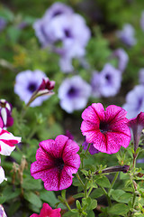 Image showing Petunia