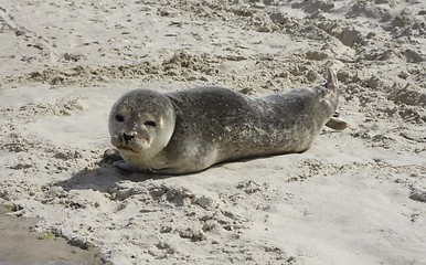 Image showing Seal in the sand.