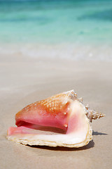 Image showing Queen Conch Shell