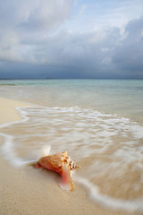 Image showing Queen Conch Shell