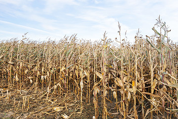 Image showing Ripe yellow corn