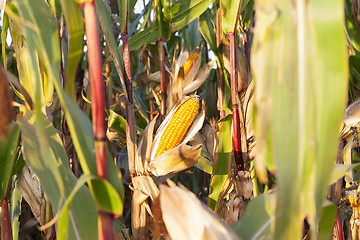 Image showing ears of ripe corn