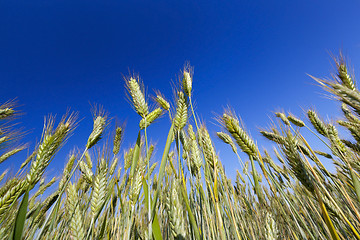 Image showing immature green grass