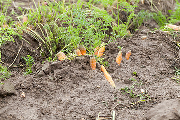 Image showing red carrots in the field