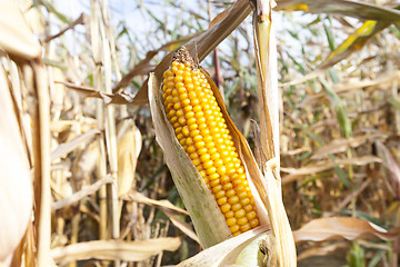 Image showing yellowed ripe corn