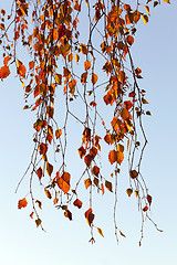 Image showing birch in autumn, close-up