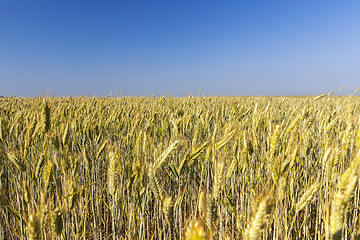 Image showing immature yellowing wheat