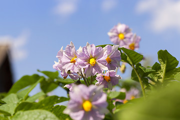 Image showing potato flower, close-up