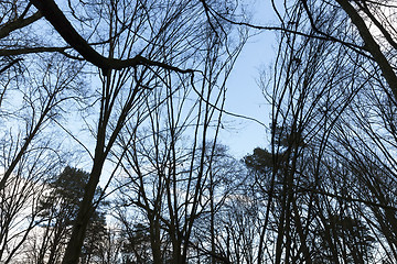 Image showing trees in autumn forest