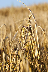 Image showing mature cereal, close-up