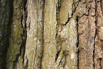 Image showing tree bark, close-up