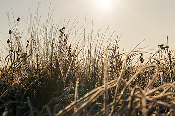 Image showing green grass in the frost