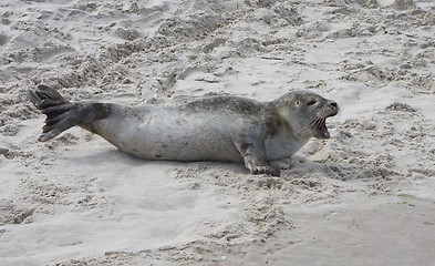 Image showing Seal in the sand.